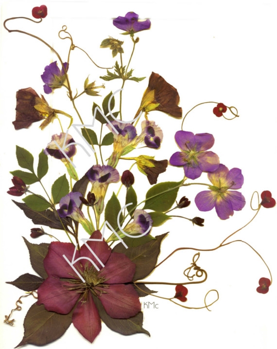 Kathie McCurdy Botanical Art